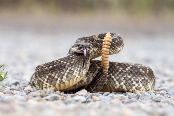 Rattle Snake Coiled stock photo