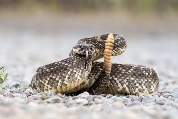 Photo of Rattle Snake Coiled