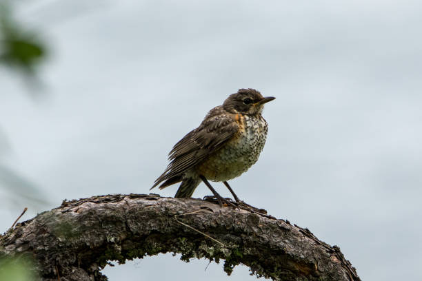 이끼 낀 지점에 청소년 미국 로빈 - dependency animal nest robin bird 뉴스 사진 이미지
