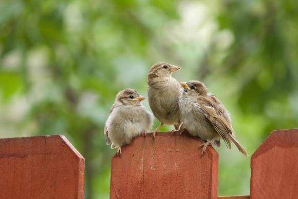 istock House sparrow family 1500675897
