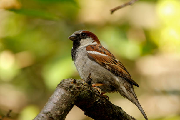 istock Male House Sparrow on Tree Branch 1500675903