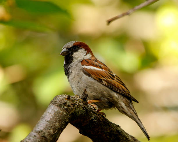 istock Male House Sparrow on Tree Branch 1500675915