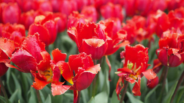 istock Tulip flowers in red orange color. 1500675967