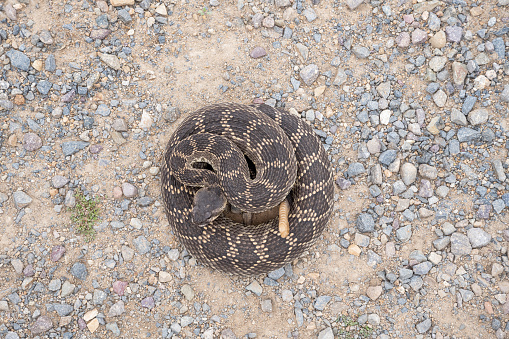 Rattle Snake Coiled and ready to strike.  The snake is on a gravel path in a Nature Preserve in Southern California.