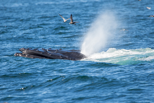 A humpback whale sprays water from its blowhole as terns scatter across the water