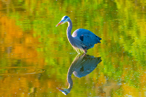 Great Blue Heron- Hilton Head, South Carolina