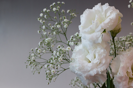 Bouquet of Lisianthus and Gypsophila isolated on a gray background.