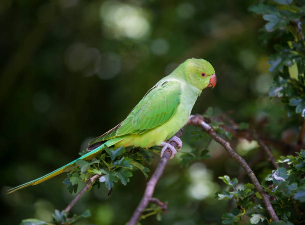 istock Rose-Ringed Parakeet in Hyde Park, London 1500685066