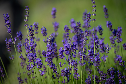 Collected plants and bushes of flowering lavender before shearing and harvesting