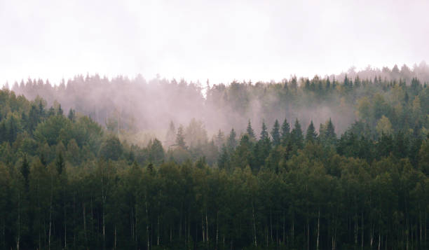 istock Forest landscape and fog 1500685679