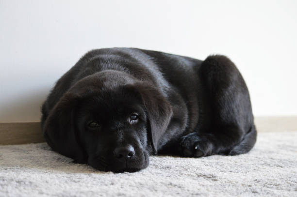 istock abrador retriever puppy is tired 1500686494