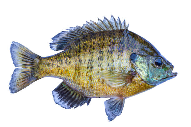 120+ Bluegill Sunfish Stock Photos, Pictures & Royalty-Free Images