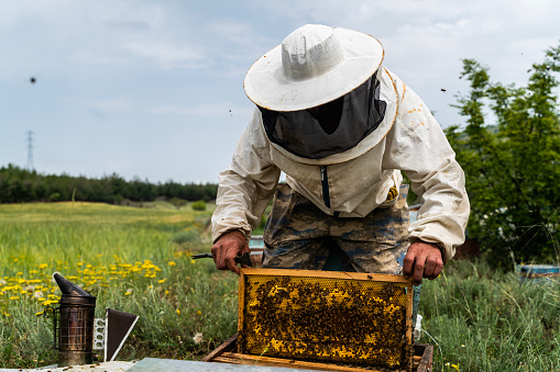 apiculture activities in rural areas. beehives are lined up in the meadow. man in beekeeping protective suit checking bee hives. Taken with a full frame camera in daylight in the spring season.