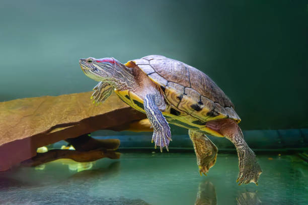 istock Domestic red eared turtle, Trachemys scripta, pond slider swims in aquarium water 1500689306