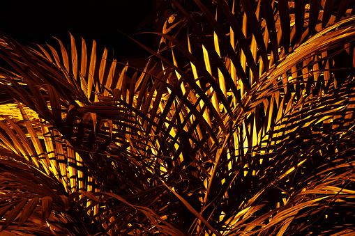 Golden leaves of a palm tree. Close-up. Black gold orange yellow luxury rich background. Dark night. Light, lighting, glow. Tropical plants. Nature, outdoor. Travel, vacation, summer.