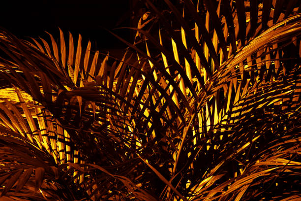 golden leaves. palm tree. close-up. black gold orange yellow luxury background. night. tropical plants. nature, outdoor. - abstract textured textured effect real estate imagens e fotografias de stock