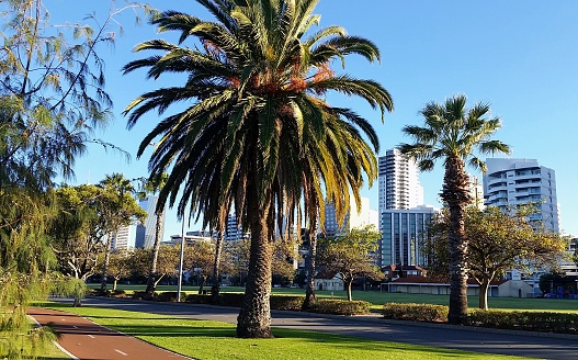 Palms with skyscrapers behind