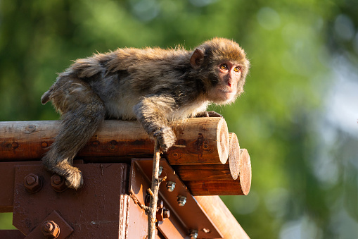 A young adolescent Japanese Macaque Monkey enjoying the afternoon sun on a log roof in nature.