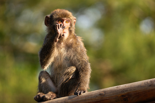 The monkey screams loudly with a large open mouth and displays pronounced sharp teeth in a loud frightening aggressive behavior. Screaming monkey. The face of a wild animal with fangs.