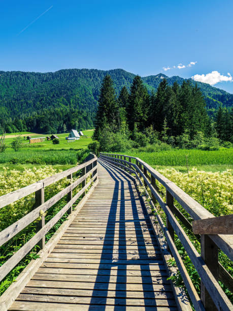 istock Wooden bridge walkway over a mash with mountains in the background 1500692882