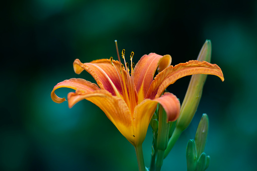 Orange lily. Orange lily close-up. Orange flower. A flower in the garden