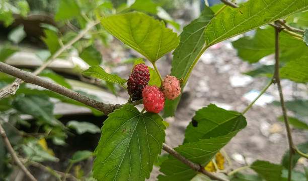 istock View of ripe mulberry on the tree 1500694019