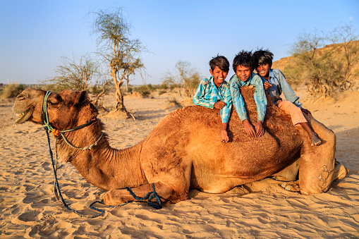 Group of happy Gypsy Indian children having fun with camel - desert village, Thar Desert, Rajasthan, India.