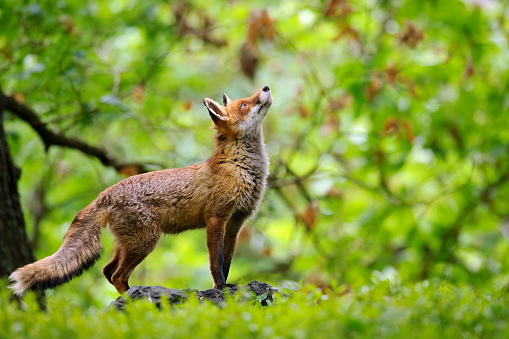 Red fox looking up to the crown of trees in a deciduous forest in a fairy tale stylish photo. Animal theme with clever animal. Vulpes vulpes.