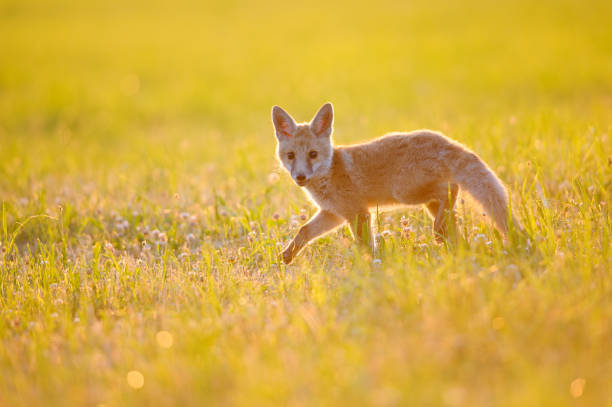Red fox cub standing in meadow full of flowers with back sunset light. stock photo