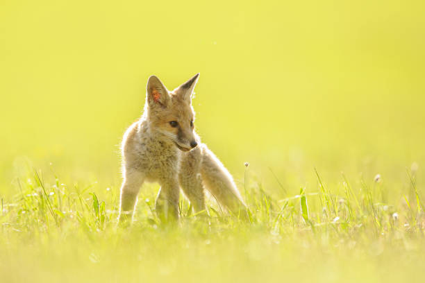 Cute small red fox on blurred green grass with backlight sunlight stock photo