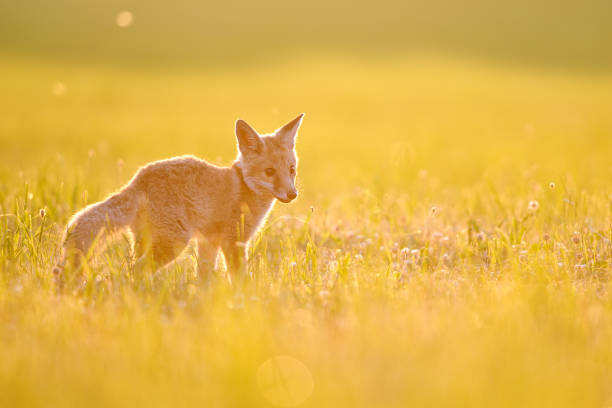 Cute small fox standing in the left side of the image on a grass during sunset with beauty golden backlight. stock photo