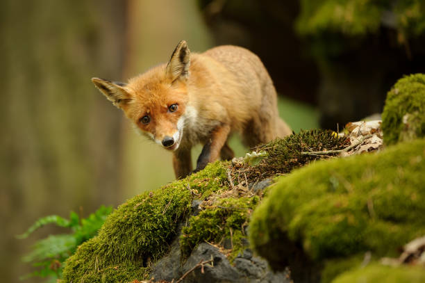 istock Courious red fox on mossy stony in the forest. 1500695436