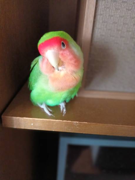 istock Rosy-faced lovebird (Agapornis roseicollis) on the shelf. Adorable cute bird posing 1500695607