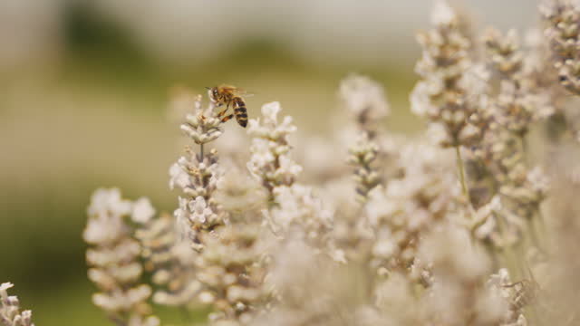 SLO MO Bees Gracefully Dance among White Lavender Blooms in a Serene Field