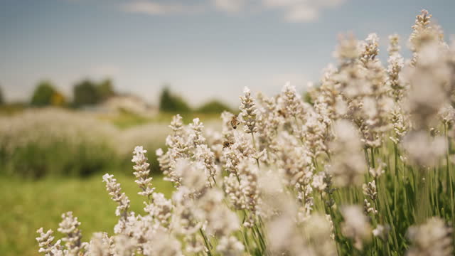 SLO MO Dancing Bees, Blooming Lavender: A Mesmerizing Slow-Motion Scene in a Sunny Field