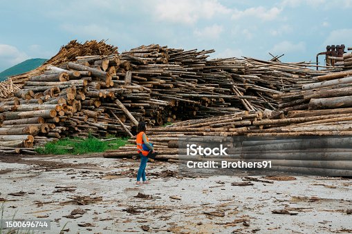 istock Woman supervisor looking at pile of wood logs in open-air timber yard 1500696744