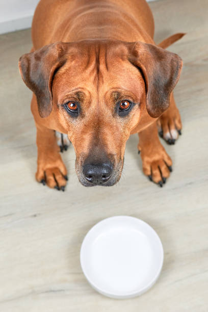 istock Hungry brown dog with empty bowl waiting for feeding, looking at camera, top view 1500698106