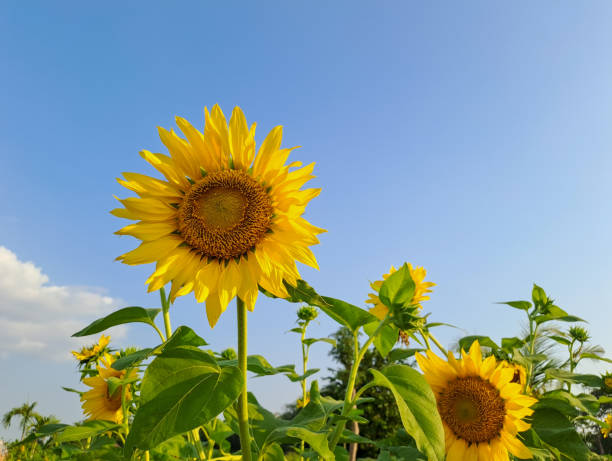 istock Sunflowers in the field against blue sky 1500699389
