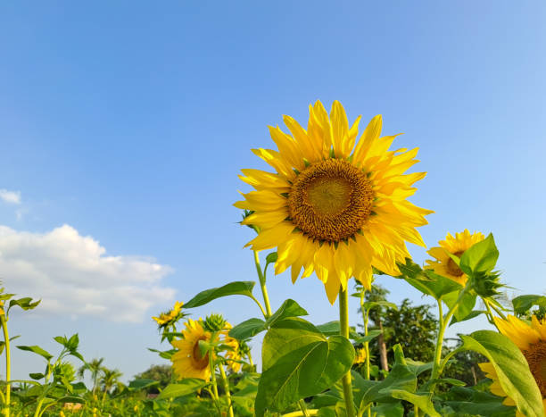 istock Sunflowers in the field against blue sky 1500699390