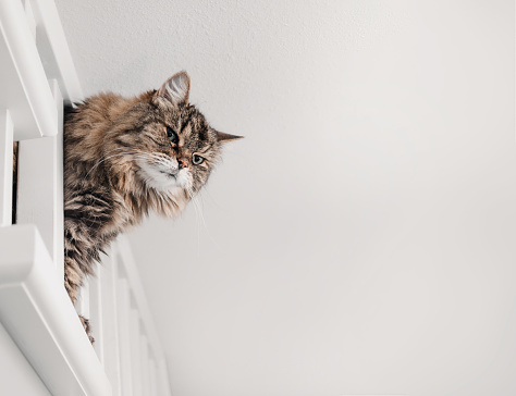 Cute fluffy senior tabby cat with body squeezed between railing post. 17 years old female tabby cat, long hair. Selective focus.