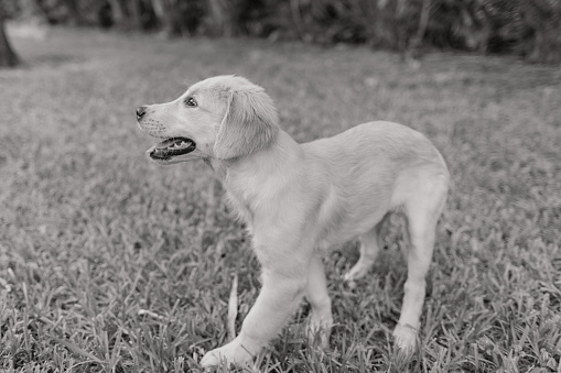 A Cute Golden Retriever Puppy Dog at Home in the Grassy Backyard on a Spring Evening in South Florida