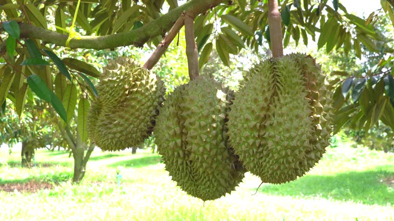 Durians farm.