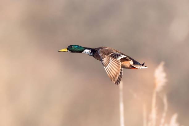 istock Mallard duck in flight over the field 1500702557