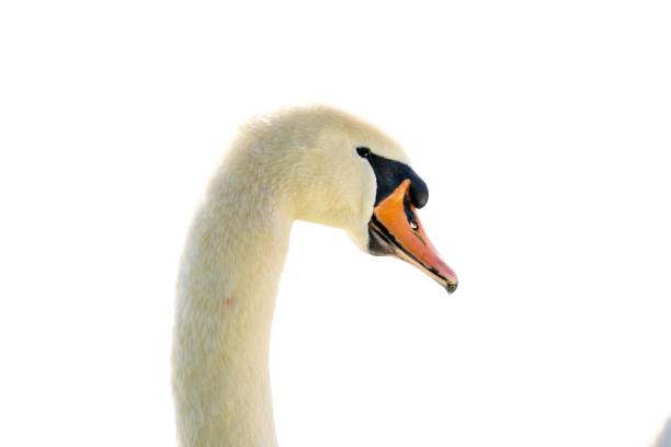 A white mute swan isolated on a white background