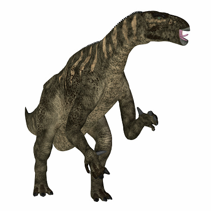 Iguanodon was a herbivorous ornithopod dinosaur that lived in Europe during the Cretaceous Period.