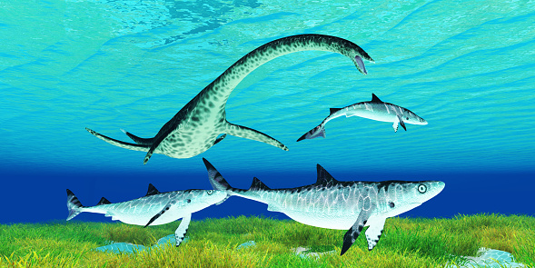 A Styxosaurus Plesiosaurus predator hunts Hybodont sharks during the Cretaceous Period.