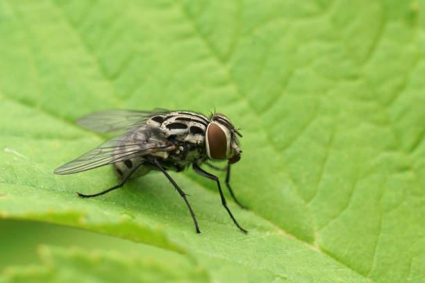 istock Closeup on the nice patterned House Fly, Graphomya maculata sitting on a green leaf 1500704841