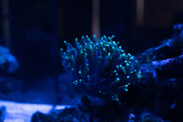 Coral in marine life. Sea life. Ocean. Ocean awareness