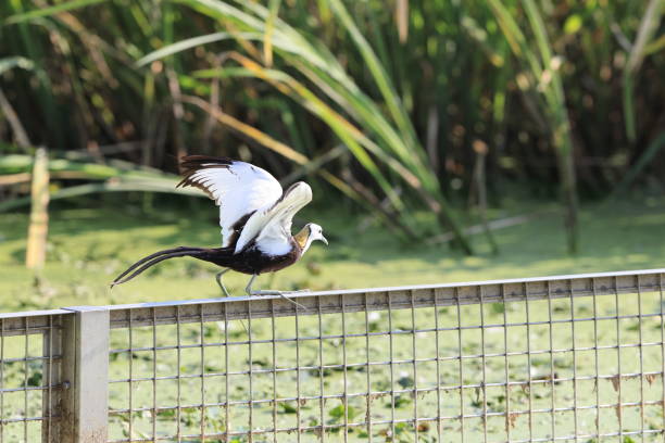 Pheasant-tailed jacana (Hydrophasianus chirurgus) in Japan