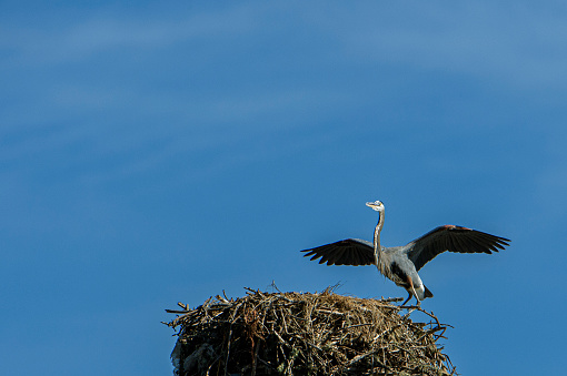 Great Blue Heron perched on tree top nest.\n\nTaken in Elkhorn Slough, California, USA